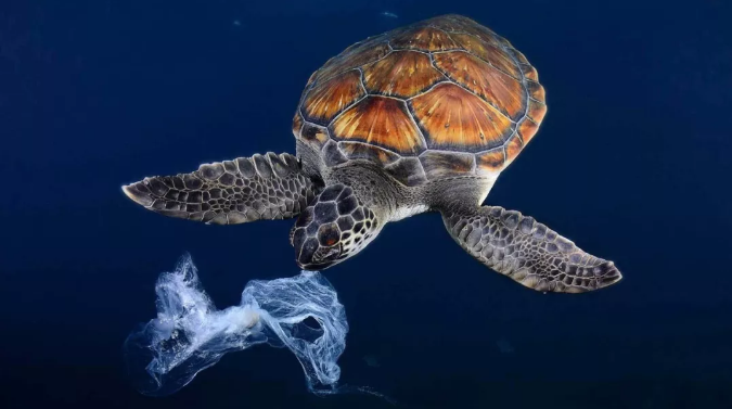 What Do You Want to do in order for the Turtles to no Longer Eat the "fake jellyfish"?